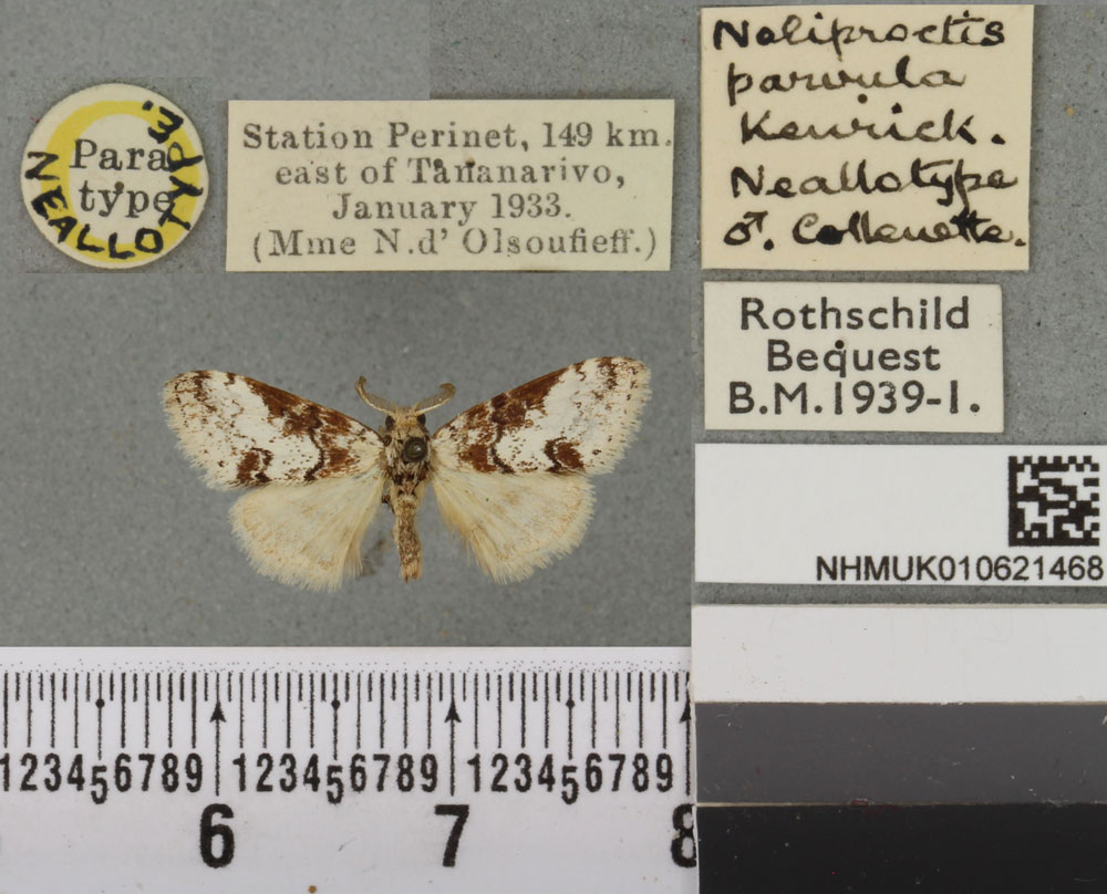 /filer/webapps/moths/media/images/P/parvula_Lymantria_NAT_BMNHa.jpg