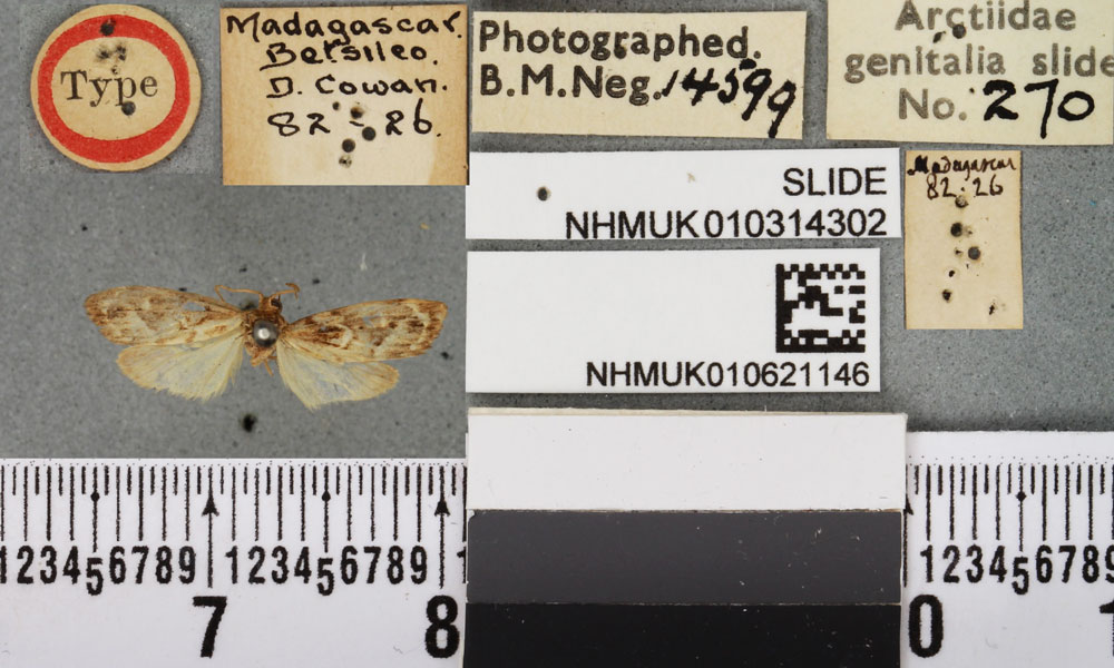 /filer/webapps/moths/media/images/P/parvula_Lysceia_HT_BMNHa.jpg