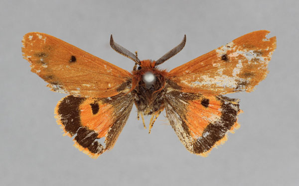 /filer/webapps/moths/media/images/P/parvula_Phragmatobia_AM_BMNH.jpg