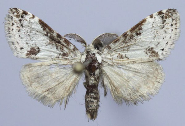 /filer/webapps/moths/media/images/P/parvula_Porthesaroa_AM_Golovizina.jpg
