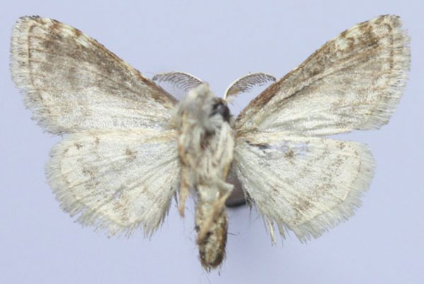 /filer/webapps/moths/media/images/P/parvula_Porthesaroa_AM_Golovizinb.jpg