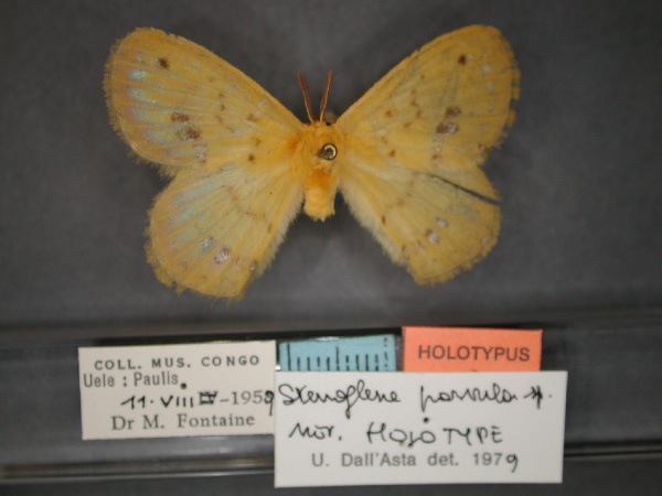 /filer/webapps/moths/media/images/P/parvula_Stenoglene_HT_RMCA_01.jpg