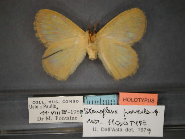 /filer/webapps/moths/media/images/P/parvula_Stenoglene_HT_RMCA_02.jpg