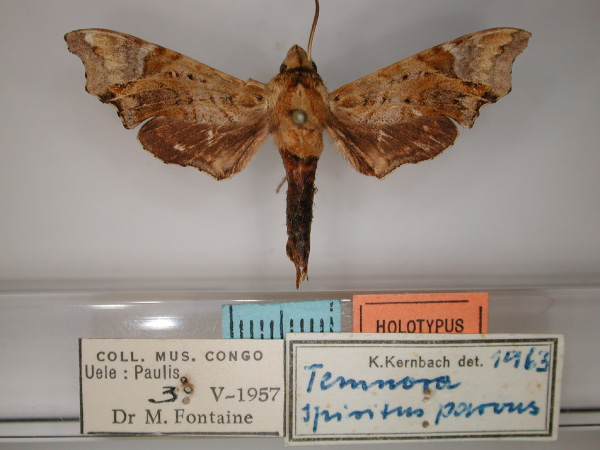 /filer/webapps/moths/media/images/P/parvus_Temnora_HT_RMCA_01.jpg