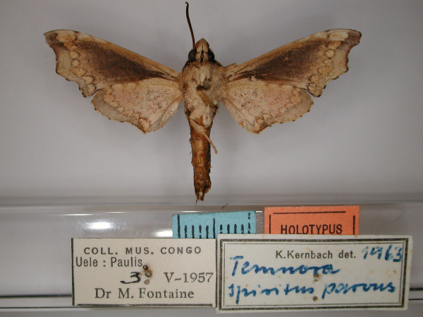 /filer/webapps/moths/media/images/P/parvus_Temnora_HT_RMCA_02.jpg