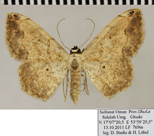 /filer/webapps/moths/media/images/P/pasii_Scopula_AF_ZSM.jpg