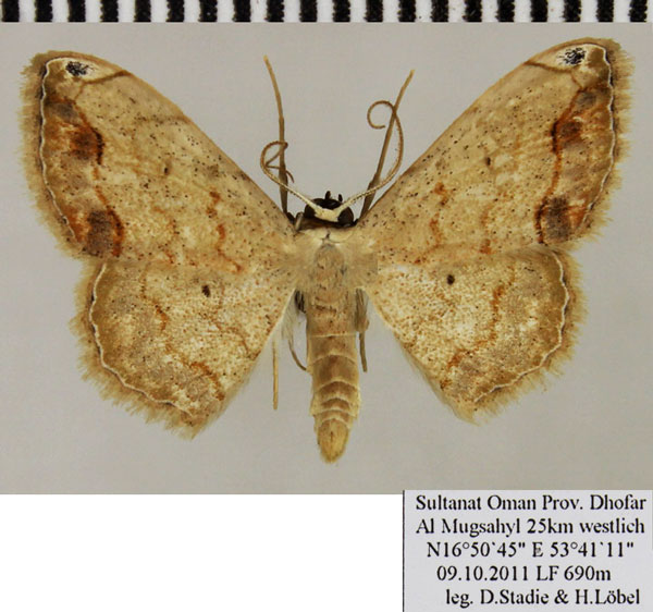 /filer/webapps/moths/media/images/P/pasii_Scopula_AM_ZSMa.jpg