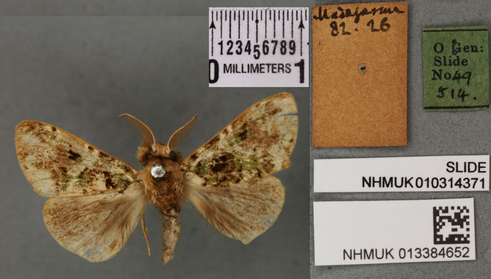 /filer/webapps/moths/media/images/P/pastor_Calliteara_LT_BMNHa.jpg
