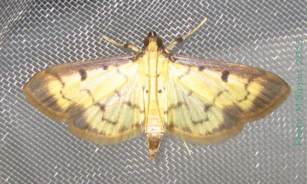 /filer/webapps/moths/media/images/P/pastrinalis_Pyrausta_A_Bippus.jpg