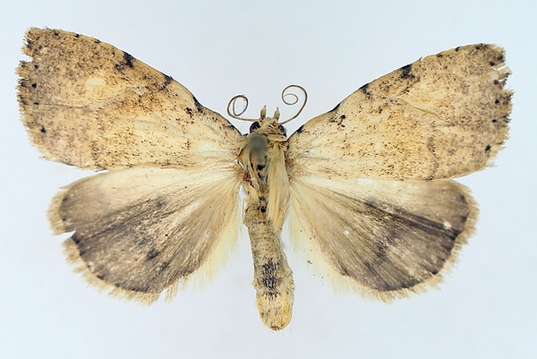 /filer/webapps/moths/media/images/P/patagiata_Geniascota_AM_TMSA_01.jpg