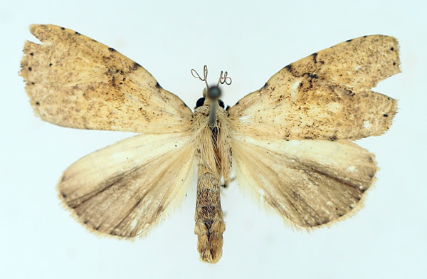 /filer/webapps/moths/media/images/P/patagiata_Geniascota_AM_TMSA_02.jpg