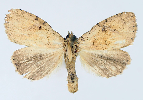 /filer/webapps/moths/media/images/P/patagiata_Geniascota_AM_TMSA_04.jpg