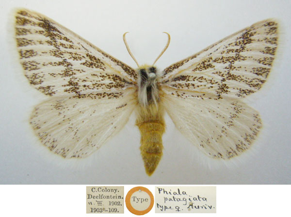 /filer/webapps/moths/media/images/P/patagiata_Phiala_HT_NHMUKa.jpg