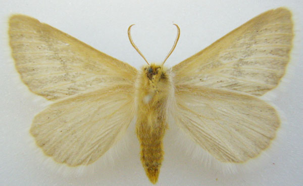 /filer/webapps/moths/media/images/P/patagiata_Phiala_HT_NHMUKb.jpg