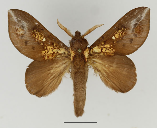 /filer/webapps/moths/media/images/P/patagiata_Pseudometa_AM_Basquin_01.jpg