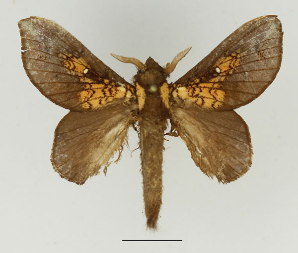 /filer/webapps/moths/media/images/P/patagiata_Pseudometa_AM_Basquin_02.jpg