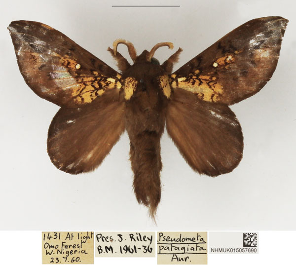 /filer/webapps/moths/media/images/P/patagiata_Pseudometa_AM_NHMUK.jpg