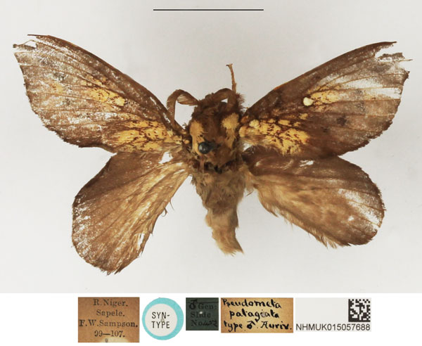 /filer/webapps/moths/media/images/P/patagiata_Pseudometa_HT_NHMUK.jpg