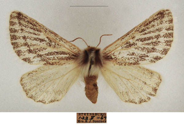 /filer/webapps/moths/media/images/P/patagiata_Rhabdosia_AF_TMSA_01.jpg