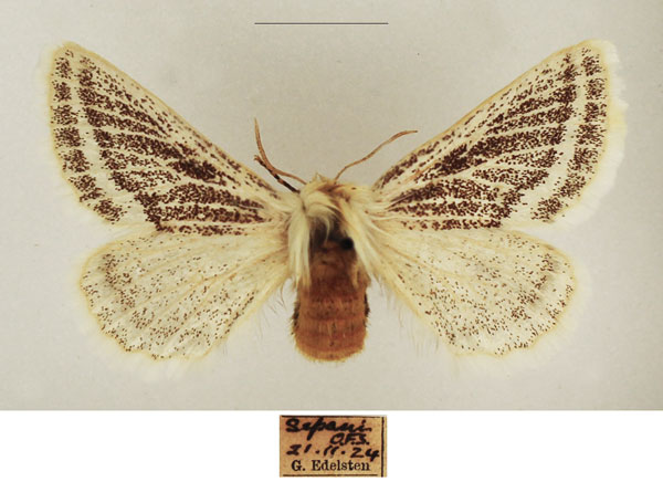 /filer/webapps/moths/media/images/P/patagiata_Rhabdosia_AF_TMSA_02_MTl94Wz.jpg
