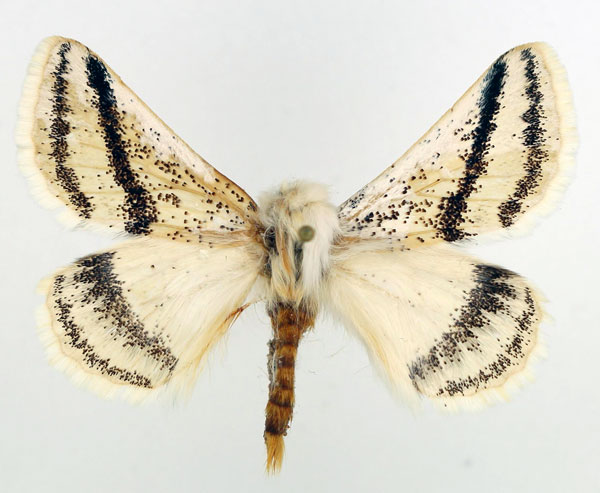 /filer/webapps/moths/media/images/P/patagiata_Rhabdosia_AM1_Basquin.jpg