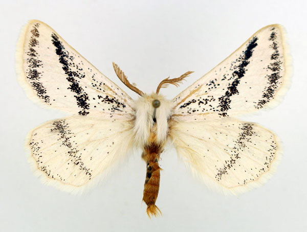 /filer/webapps/moths/media/images/P/patagiata_Rhabdosia_AM2_Basquin.jpg
