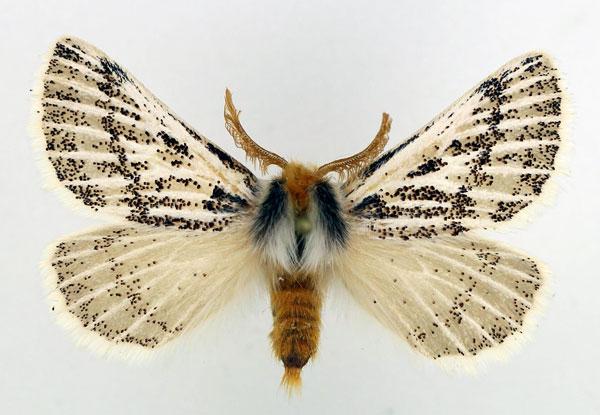 /filer/webapps/moths/media/images/P/patagiata_Rhabdosia_AM3_Basquin.jpg