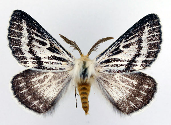 /filer/webapps/moths/media/images/P/patagiata_Rhabdosia_AM4_Basquin.jpg