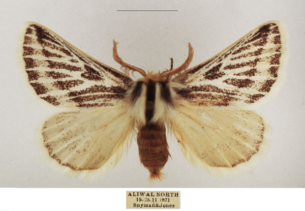 /filer/webapps/moths/media/images/P/patagiata_Rhabdosia_AM_TMSA_01.jpg