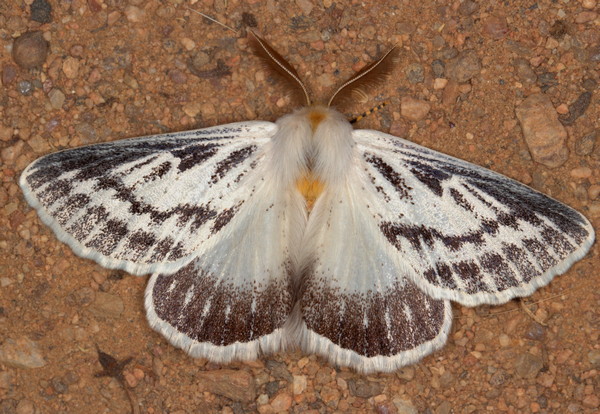 /filer/webapps/moths/media/images/P/patagiata_Rhabdosia_A_Heyns_01.jpg