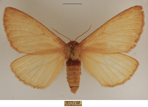 /filer/webapps/moths/media/images/P/patens_Phyllalia_AF_TMSA.jpg