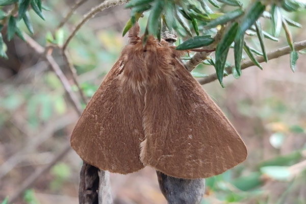 /filer/webapps/moths/media/images/P/patens_Phyllalia_AM_Knyazev.jpg