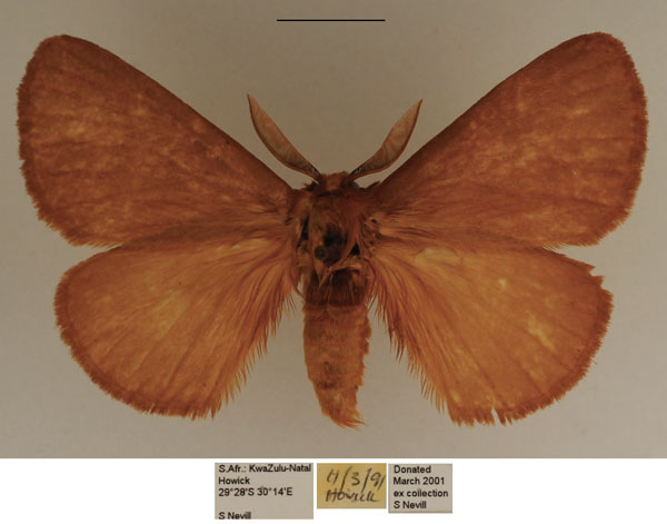 /filer/webapps/moths/media/images/P/patens_Phyllalia_AM_TMSA.jpg