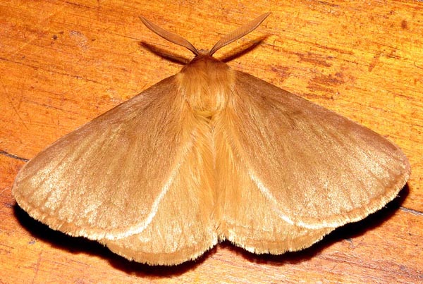 /filer/webapps/moths/media/images/P/patens_Phyllalia_A_Braun_05.jpg