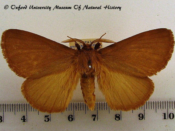 /filer/webapps/moths/media/images/P/patens_Phyllalia_A_OUMNH_01.jpg