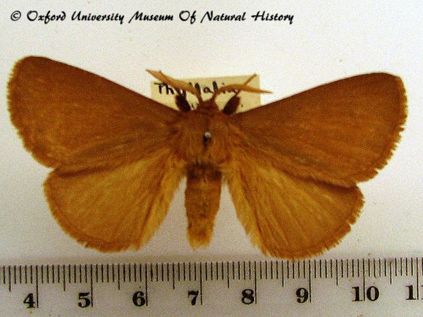 /filer/webapps/moths/media/images/P/patens_Phyllalia_A_OUMNH_02.jpg