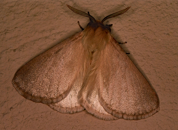 /filer/webapps/moths/media/images/P/patens_Phyllalia_A_Roland_01.jpg