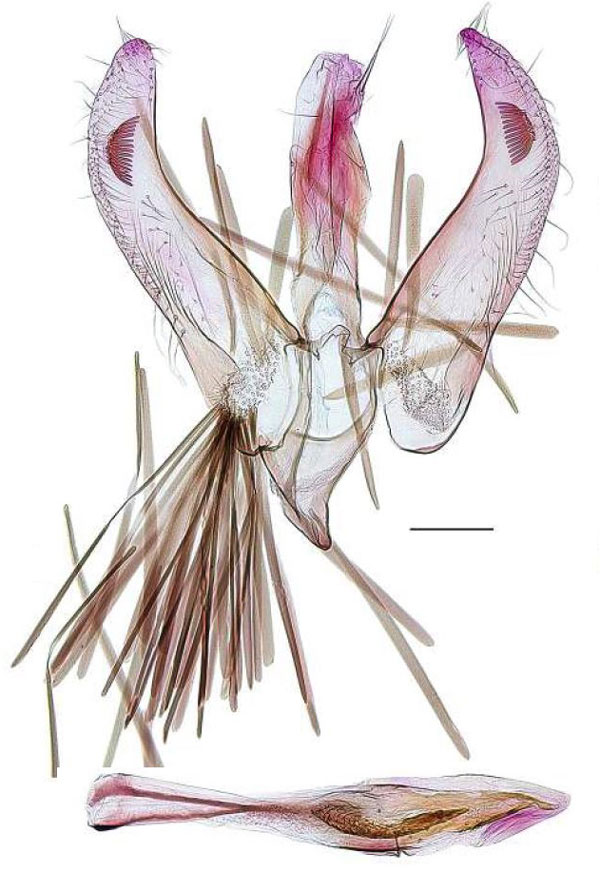 /filer/webapps/moths/media/images/P/patera_Spulerina_GMHT_RBINS.jpg