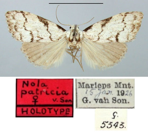 /filer/webapps/moths/media/images/P/patricia_Nola_HT_TMSA.jpg