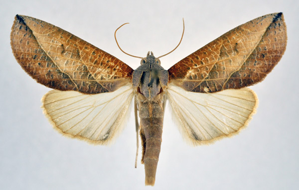 /filer/webapps/moths/media/images/P/patricula_Arcyophora_A_NHMO.jpg