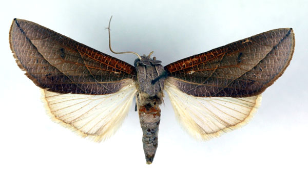 /filer/webapps/moths/media/images/P/patricula_Arcyophora_A_RMCA.jpg