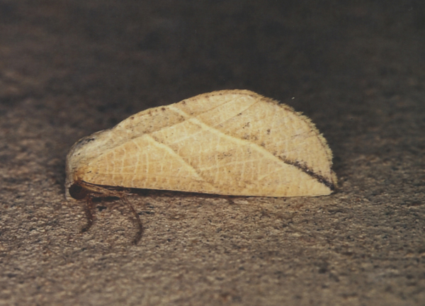 /filer/webapps/moths/media/images/P/patricula_Arcyophora_A_Roland_05.jpg