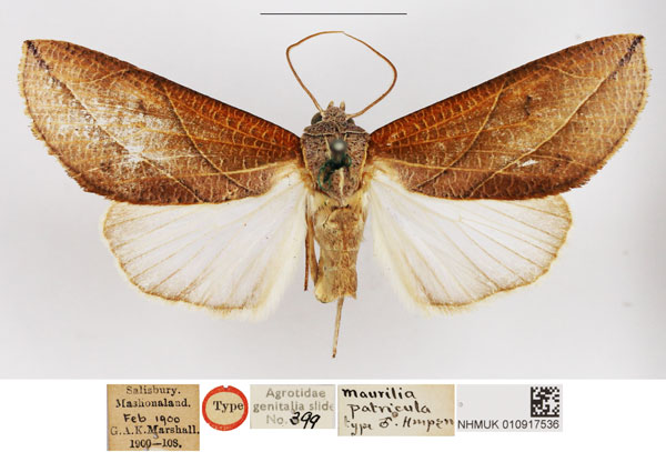 /filer/webapps/moths/media/images/P/patricula_Maurilia_HT_NHMUK.jpg