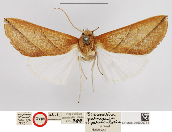 /filer/webapps/moths/media/images/P/patriculella_Setoctena_HT_NHMUK.jpg