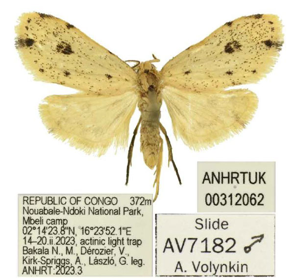 /filer/webapps/moths/media/images/P/patterna_Siccia_HT_ANHRT.jpg