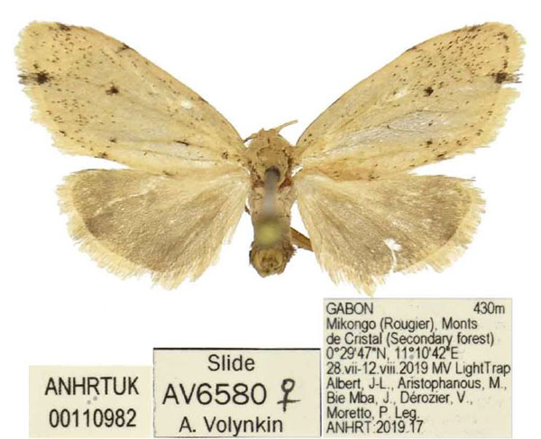 /filer/webapps/moths/media/images/P/patterna_Siccia_PTF_ANHRT.jpg