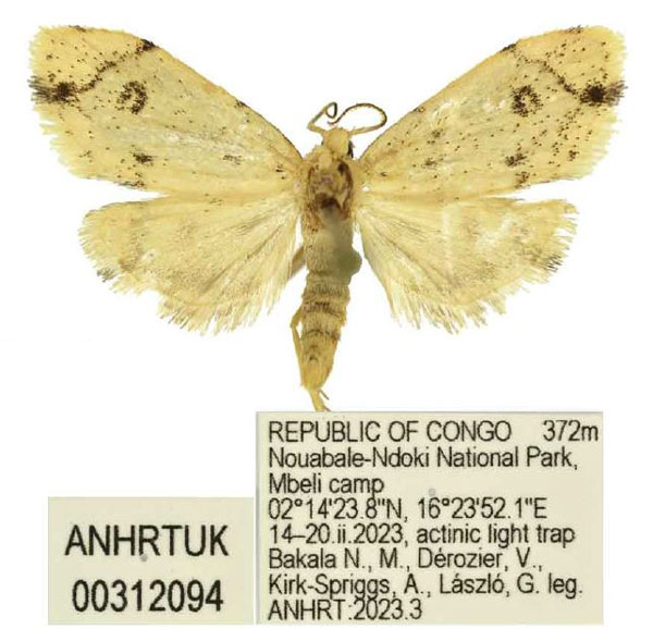 /filer/webapps/moths/media/images/P/patterna_Siccia_PTM_ANHRT.jpg