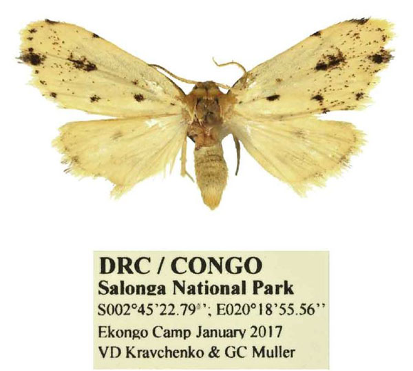 /filer/webapps/moths/media/images/P/patterna_Siccia_PTM_Mueller.jpg