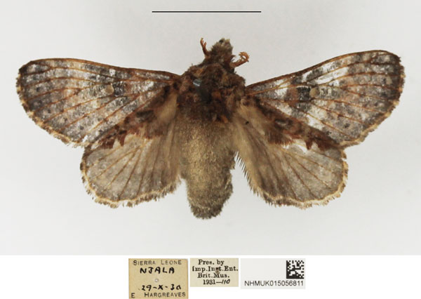 /filer/webapps/moths/media/images/P/pattersoni_Odontocheilopteryx_AF_NHMUK.jpg