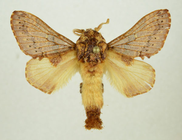 /filer/webapps/moths/media/images/P/pattersoni_Odontocheilopteryx_AM_Kingston.jpg